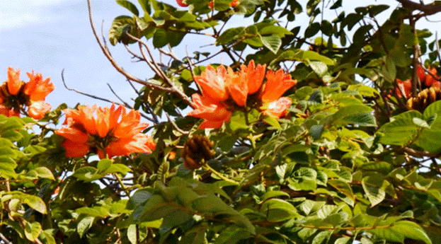 Тюльпановое дерево лазаревское фото
